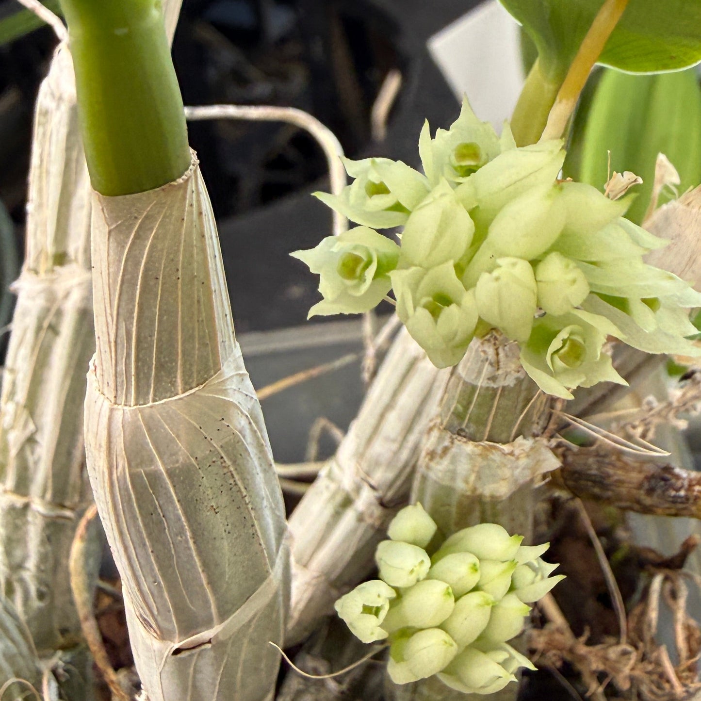Dendrobium mimiense Compact growing species indigenous to Papua New Guinea.