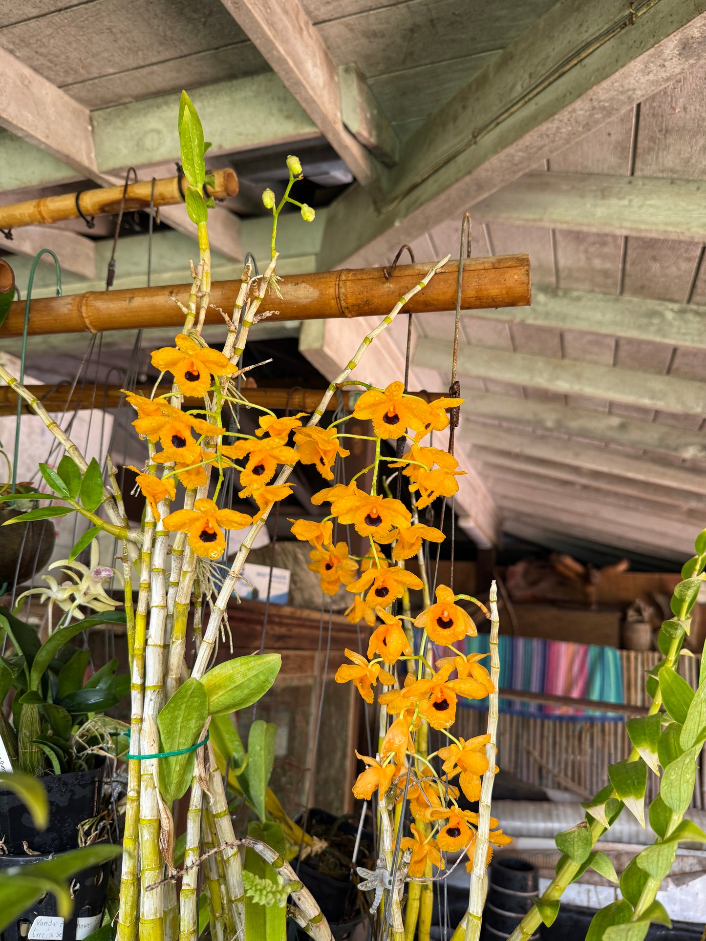 Den. fimbriatum oculatum rare and fragrant species orchid