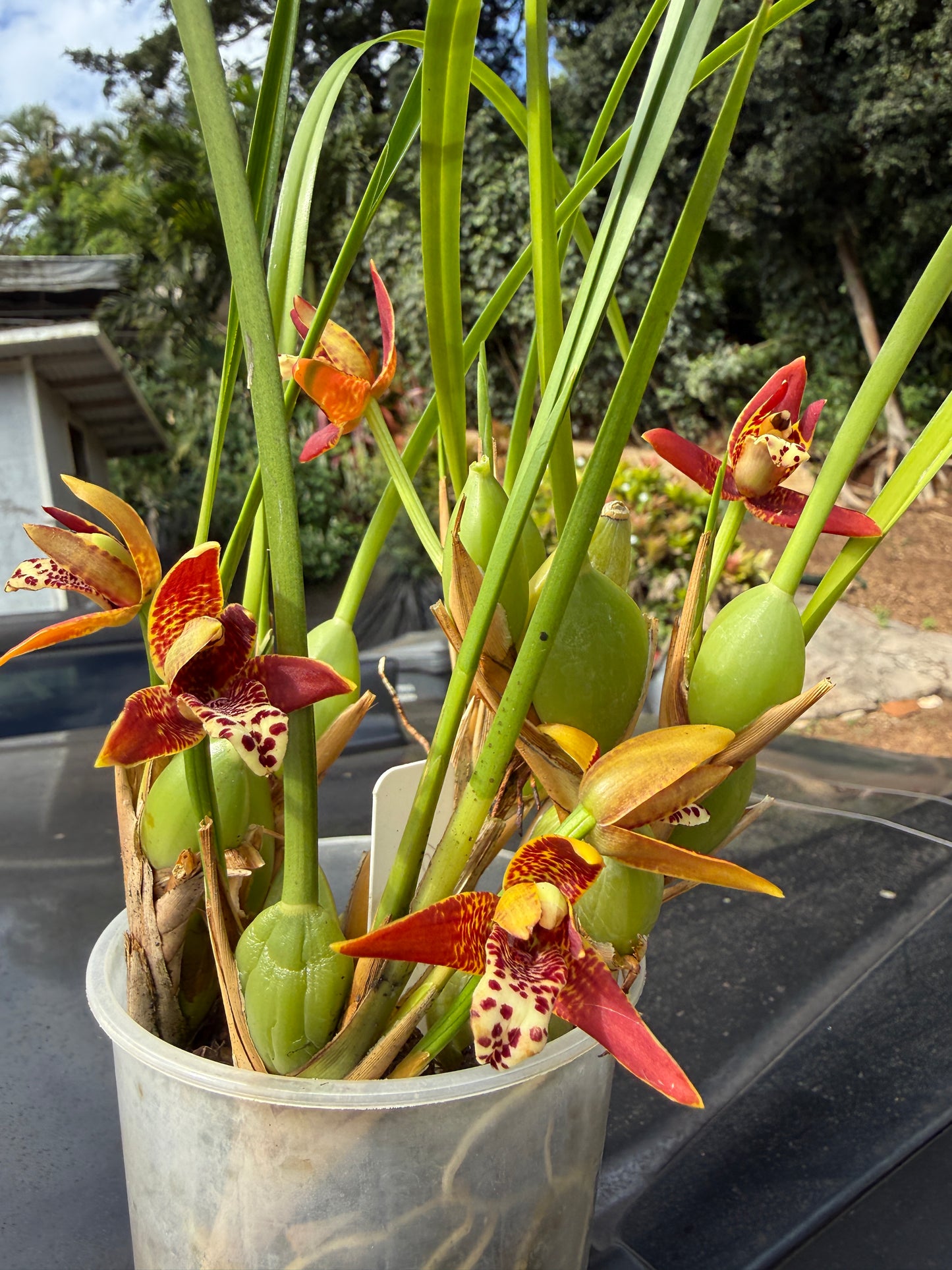 Maxillaria Tenuifolia 'red variety'- The Coconut Scented Orchid (Fragrant)