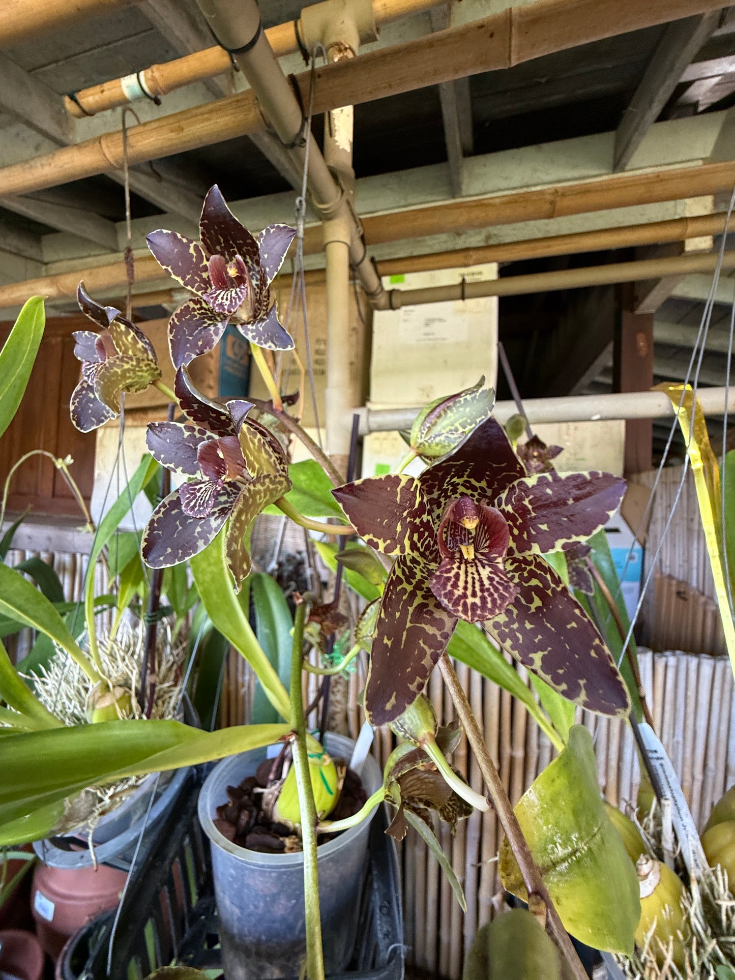 Grammatophyllum Jumbo Grand 'PK' compact orchid with ultra showy dark flowers(one of my favorites)