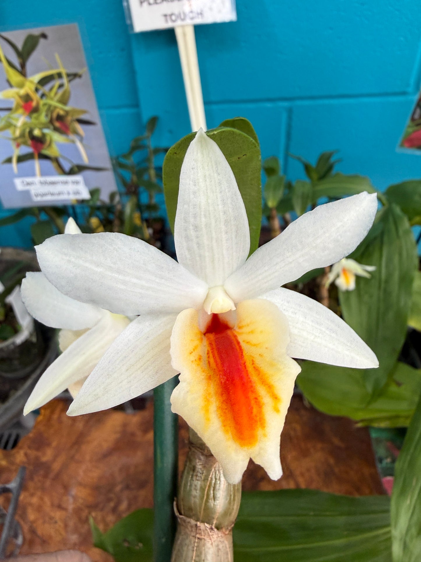 Den. Christy Dawn (Dawn Maree x christyanum) orchid