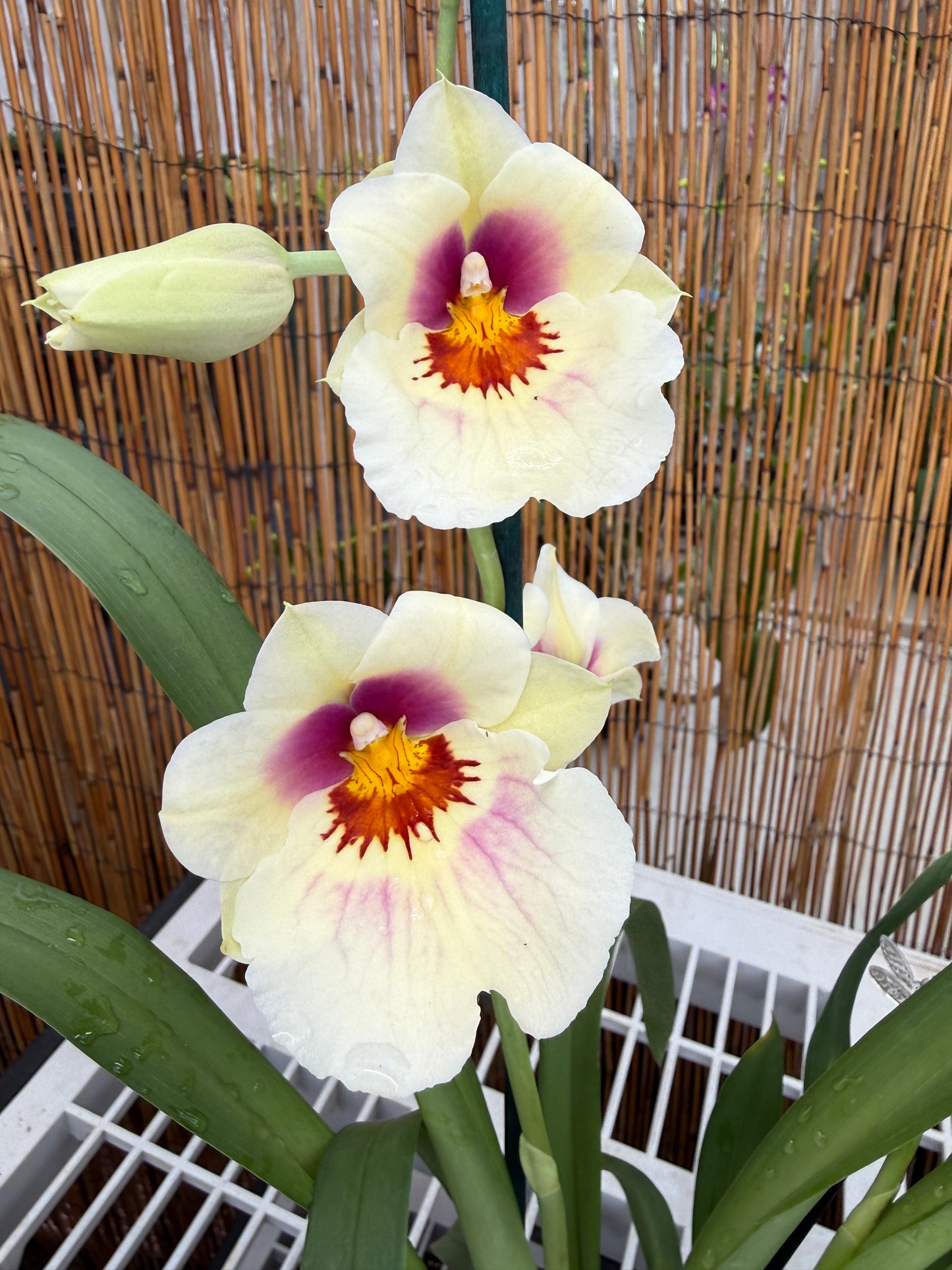 Milt. Arthur Cobbledick 'Springtime' HCC/AOS 2 spike orchid