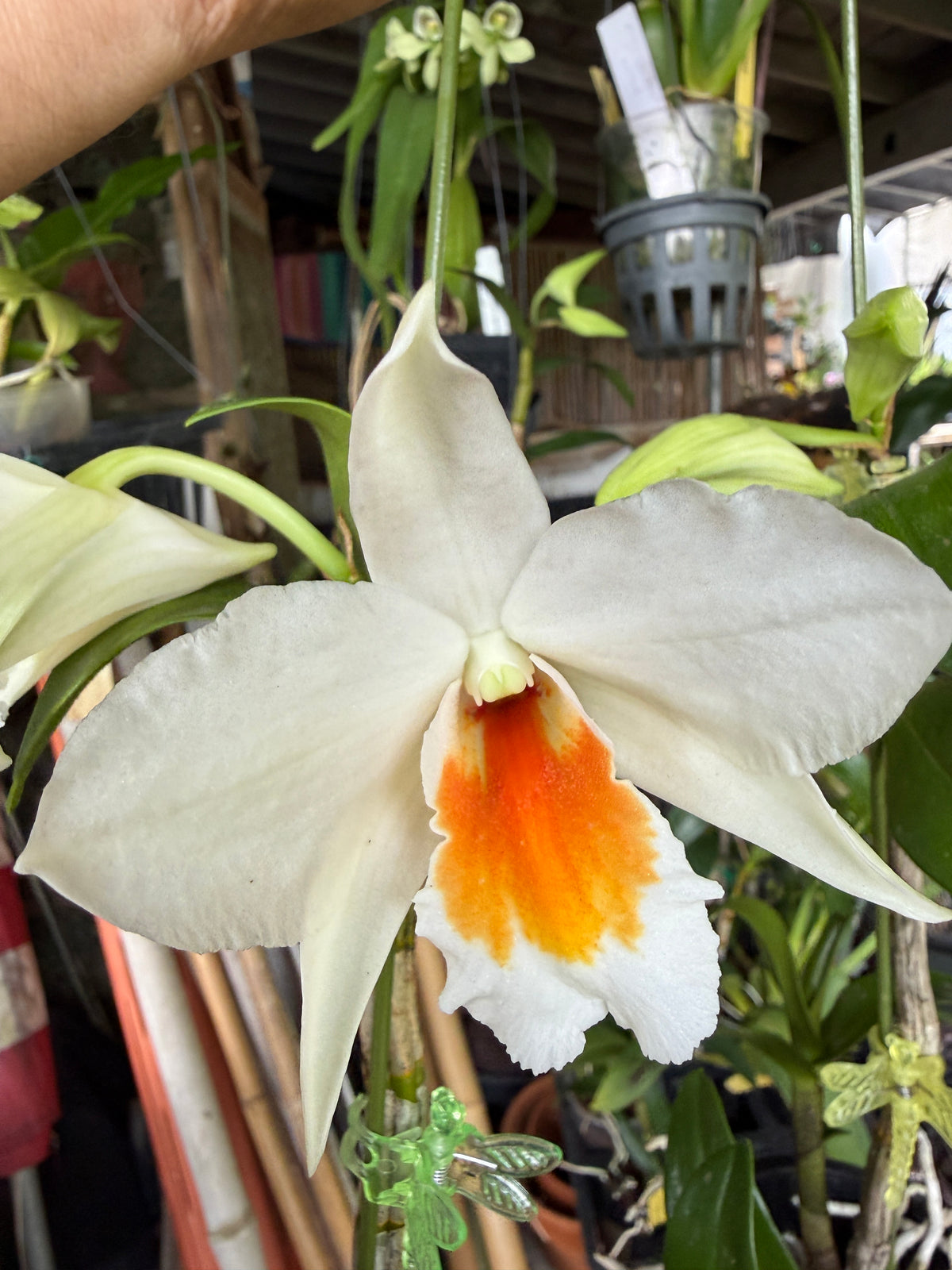 Den. Judith Nakayama, growing in air baskets with impressive air roots, way cool! basket growing is the new thing!