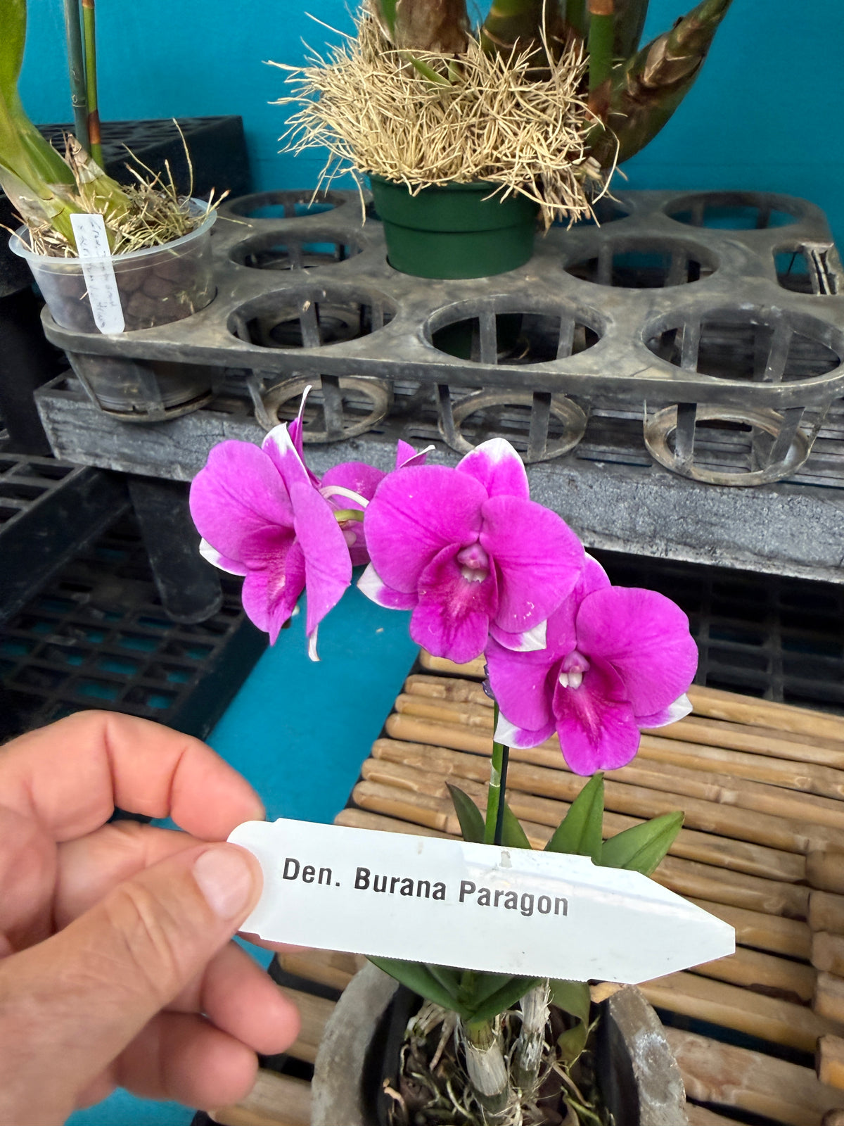 Dendrobium Burana 'Paragon' orchid