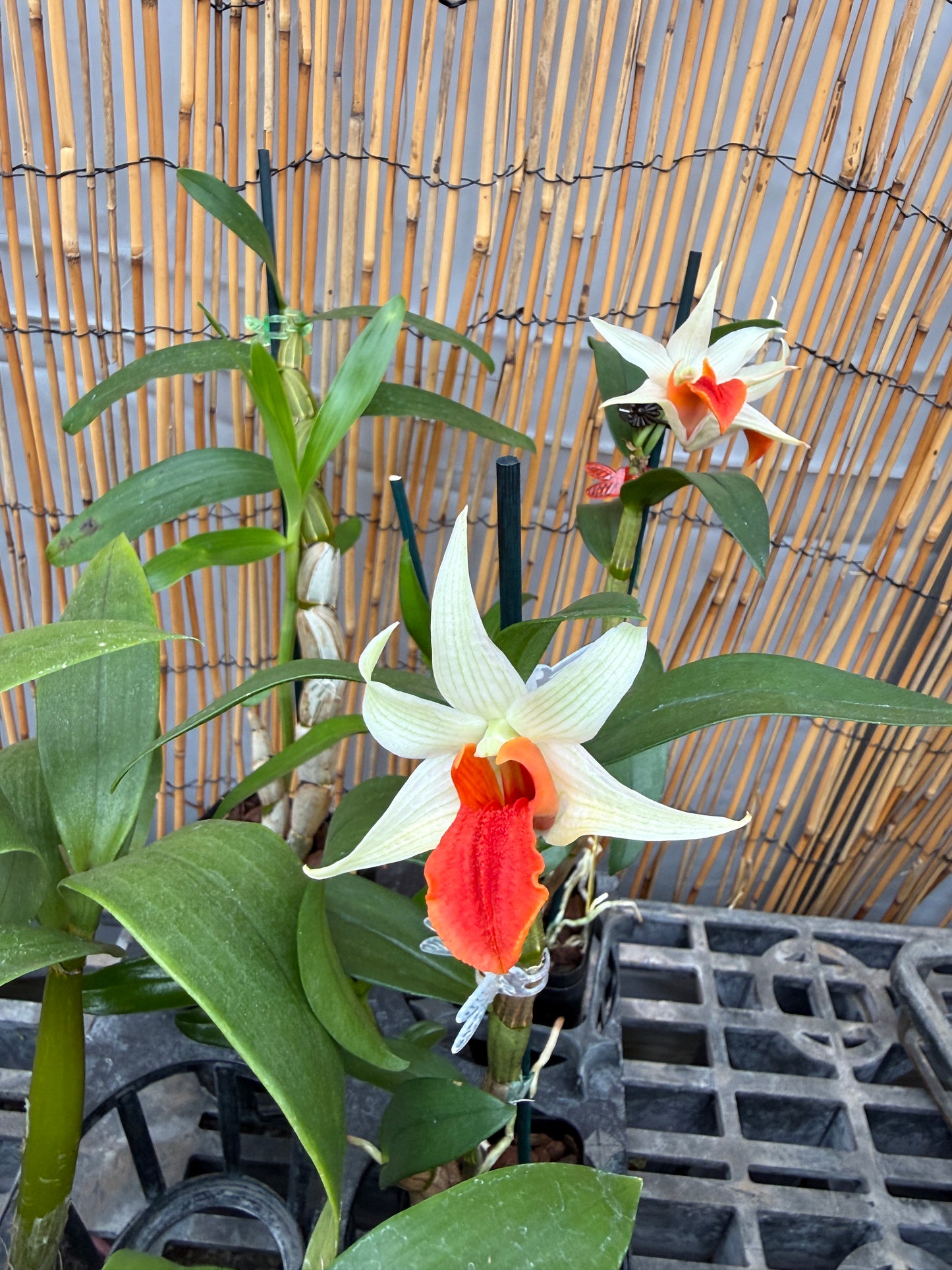 Den. Jiaho Delight 'Red Lips' long lasting blooms!