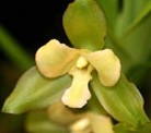 Lycaste Lemon Twist orchid division (tricolor x macrophylla) 3"