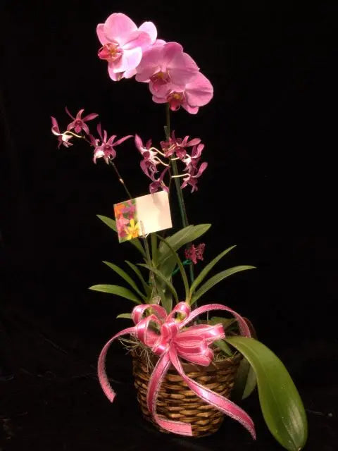 The Double Orchid Gift Basket