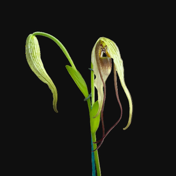 Phrag. (Majestic Tresses ‘Midnight’ x warscewiczii ‘Gary Dickey’)