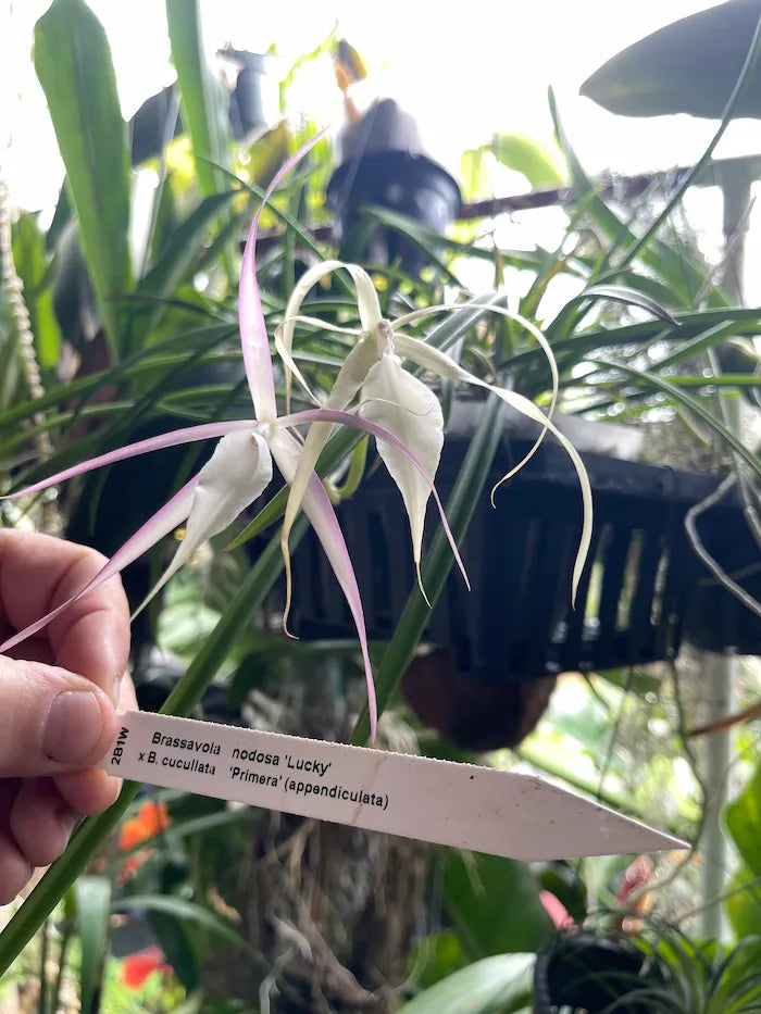 B. Nodosa 'Lucky' x cucullata (Lady of the night orchid)