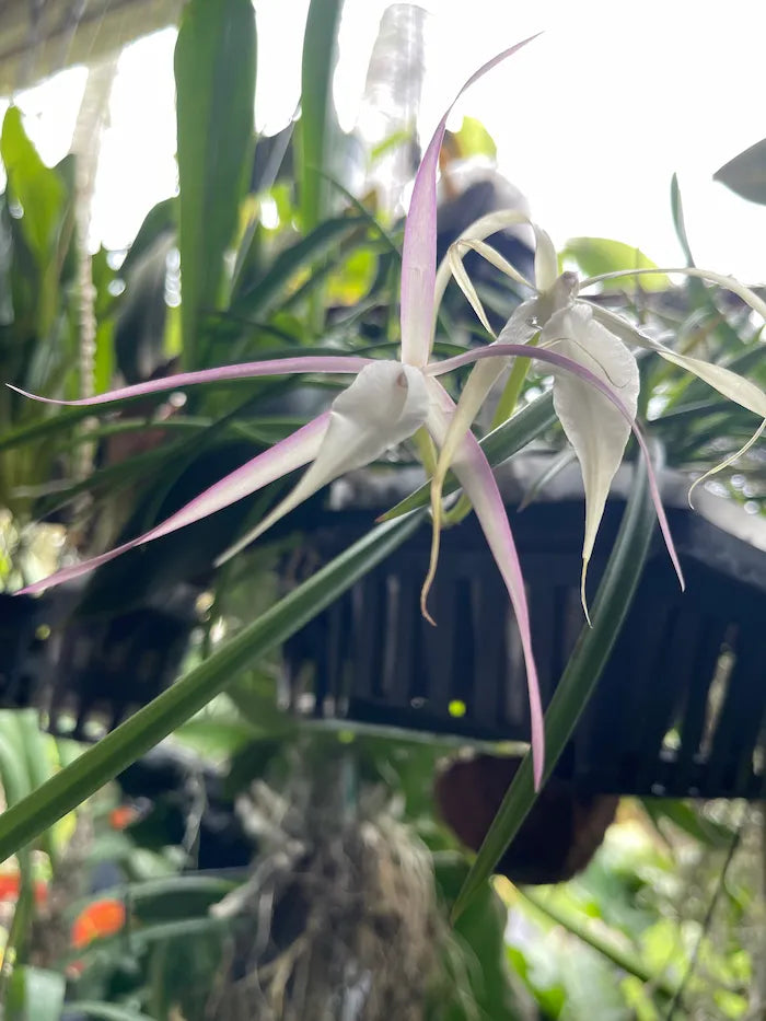 B. Nodosa 'Lucky' x cucullata (Lady of the night orchid)