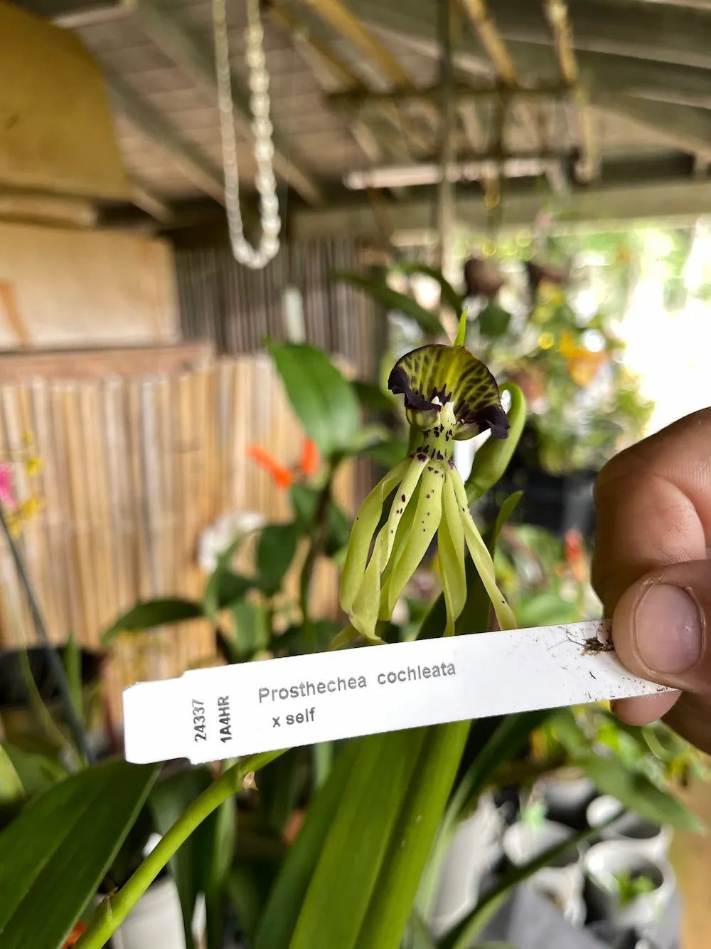 Prosthecea Cochleata