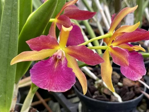 Stlma. Kelly 'Lea' – Orchid Alley