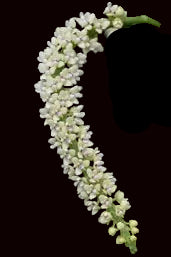 Tuberolabium kotoense species orchid