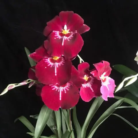 The Single Orchid Gift Basket