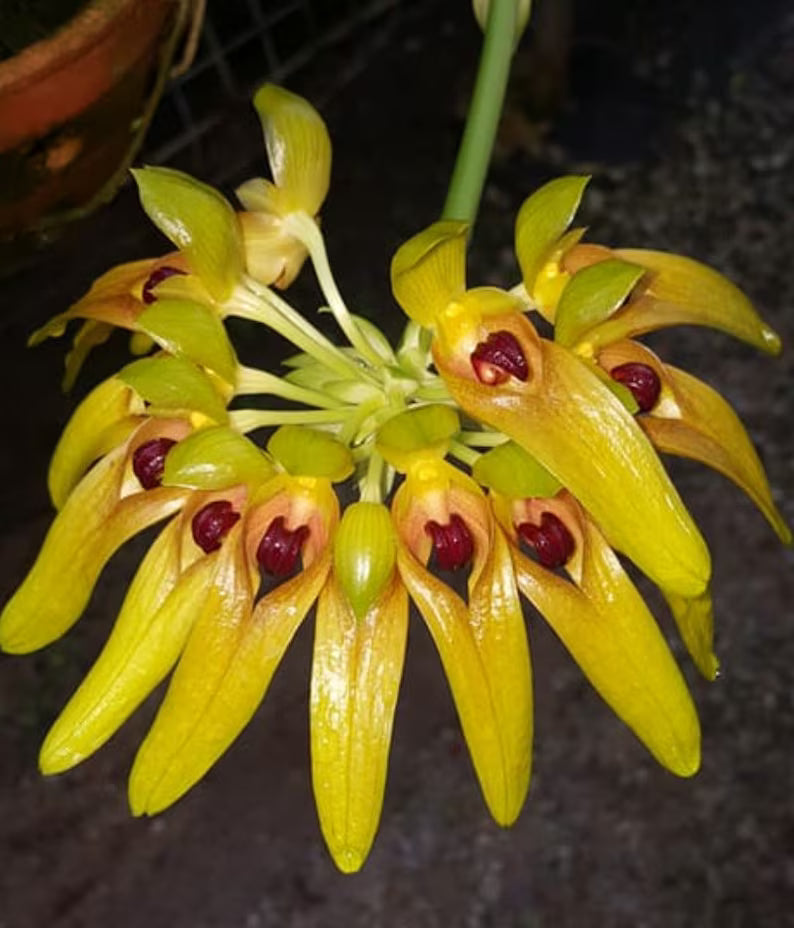 Bulbophyllum graveolens