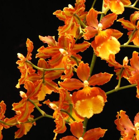 Odcdm. Catatante 'Sun King' Hybrid orchid