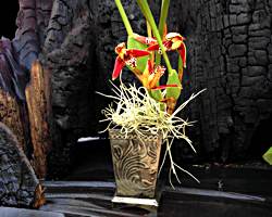 The Coconut Orchid Gift Basket