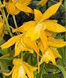 Eny. Golden Sunburst fragrant orchid