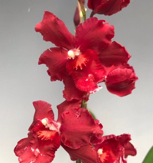 Oncostele Red Silk ‘HOF’ orchid Stunning red flowers on healthy plants