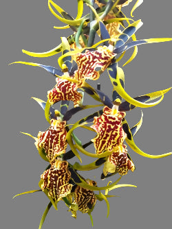 Bnfd. Gilded Tower “Mystic Maze” – Orchid Alley