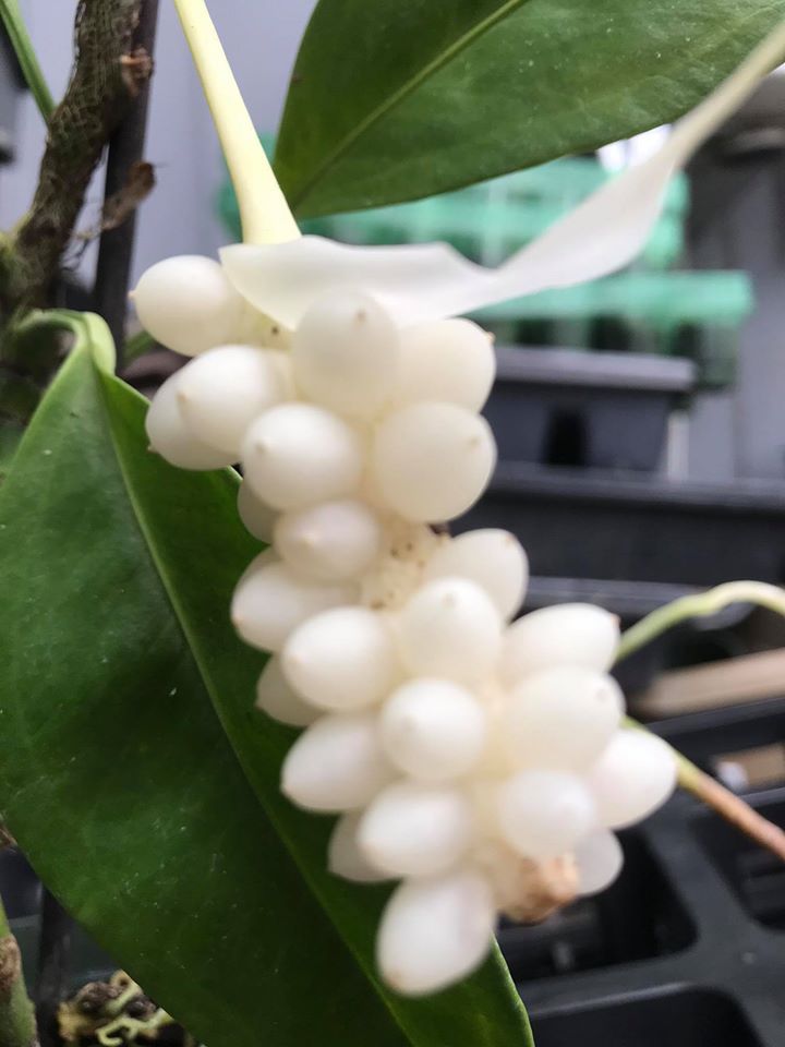 anthurium scandens fruit Anthurium