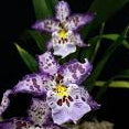 Degarmoara Shibumi 'Purple Rain' (Psychedelic patterned Orchid)