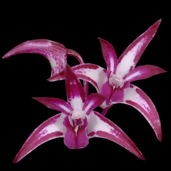 Den. Purple Zip x Den. King Zip 'Red Splash' AM AOS multi spike
