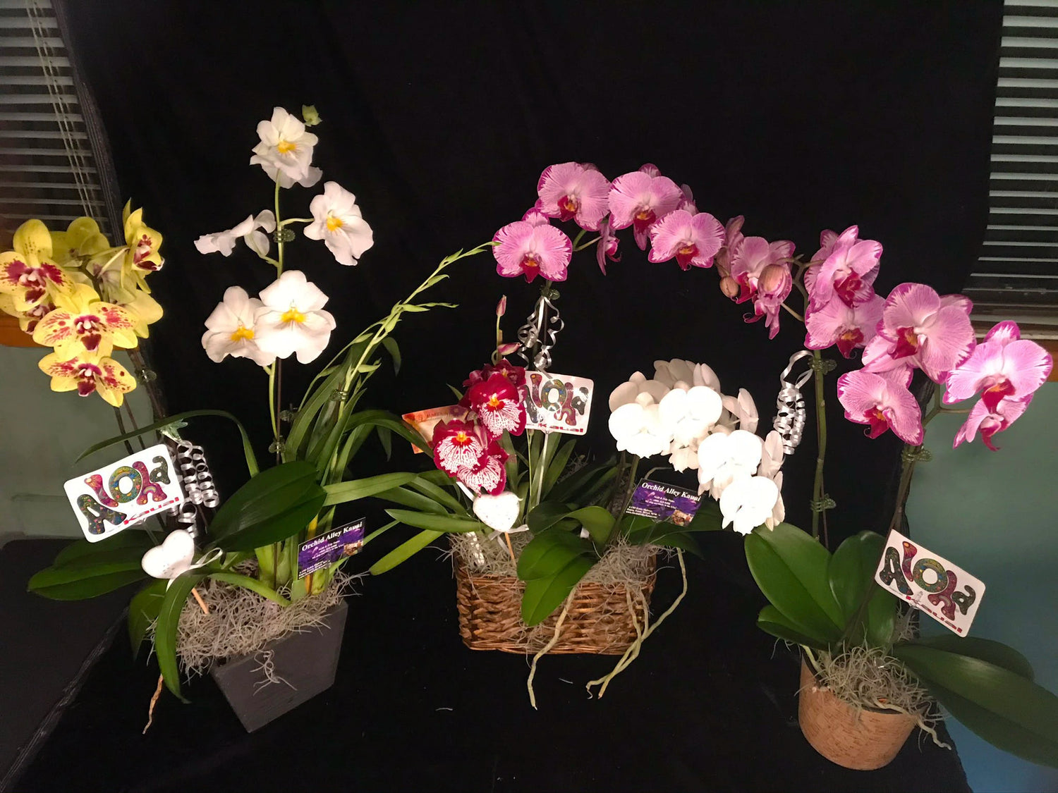 Orchid Gift Baskets