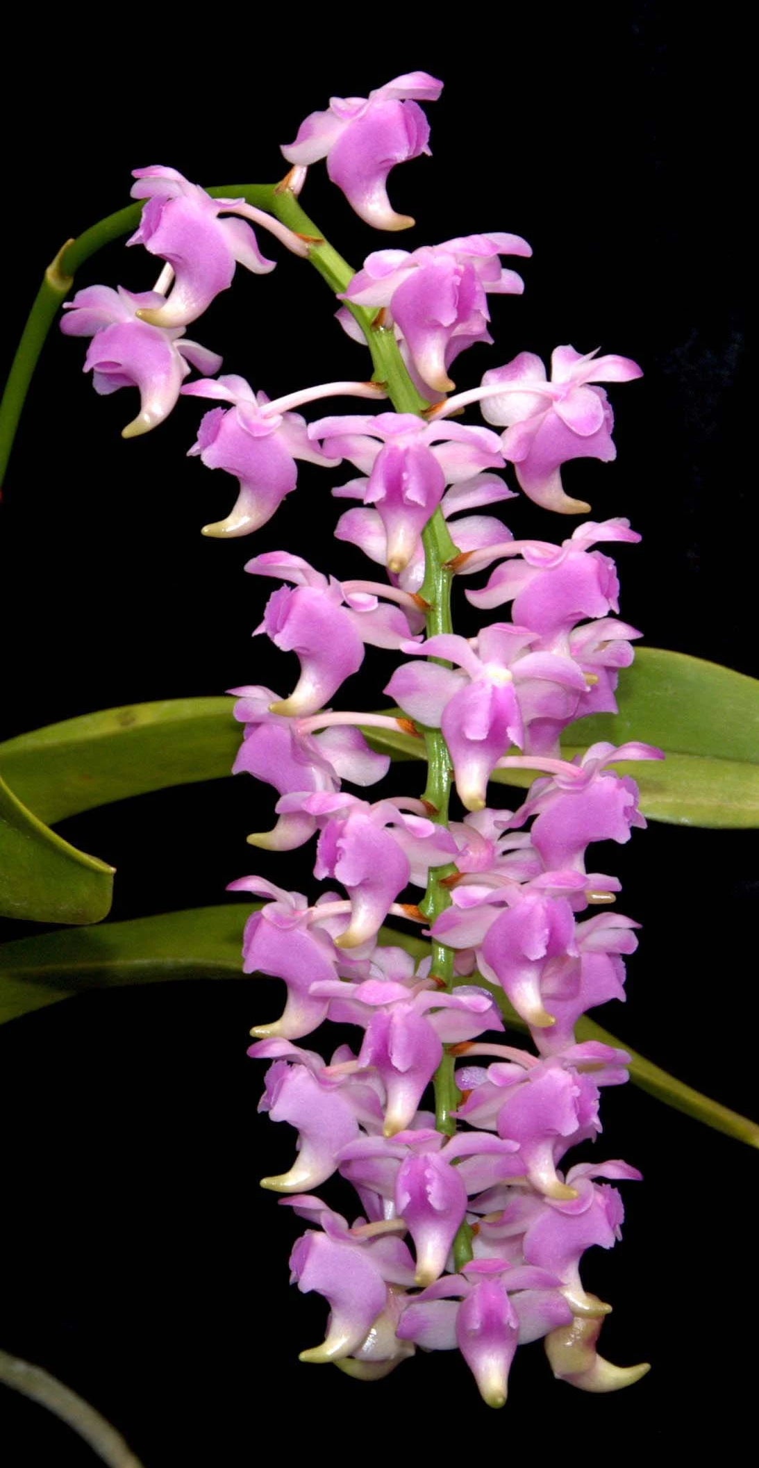 Fragrant Orchids