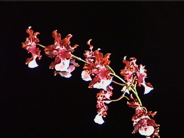 Onc. Sharry Baby - The Chocolate Orchid