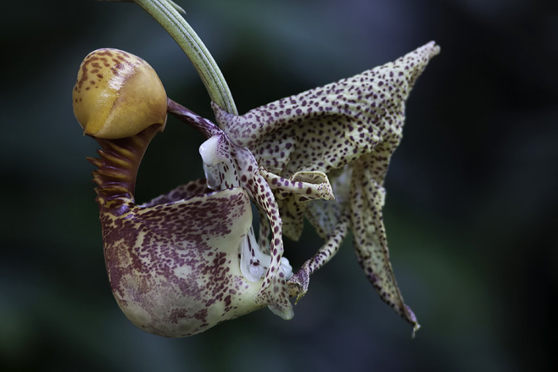 Coryanthes macrantha 'Bucket Orchid' AKA 'The endowed alien orchid' rare