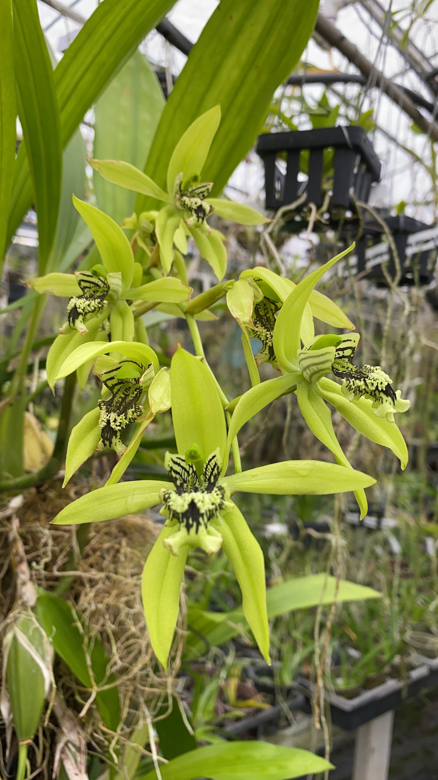 Coelogyne Pandurata orchid