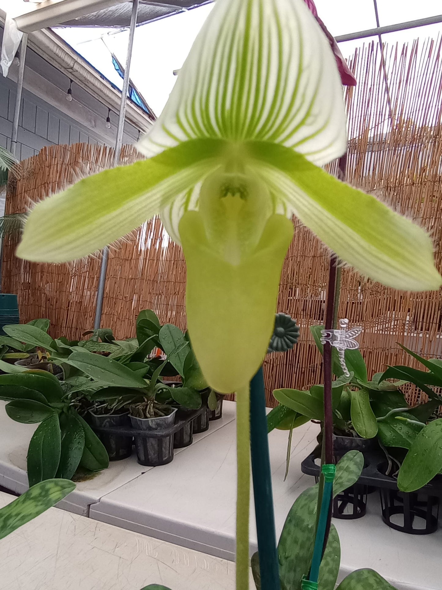 Paph. Maudiae White with green striped dorsal 2"-3" pot orchid - Growers Choice