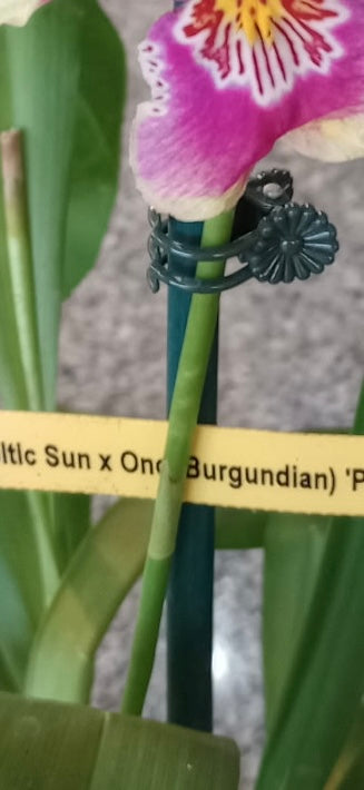 (Oip. Celtic Sun x Onc. Burgundian)'Party Dress' orchid