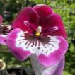 Milt. Lila Fearneyhough 'Ethel' 2 spike orchid
