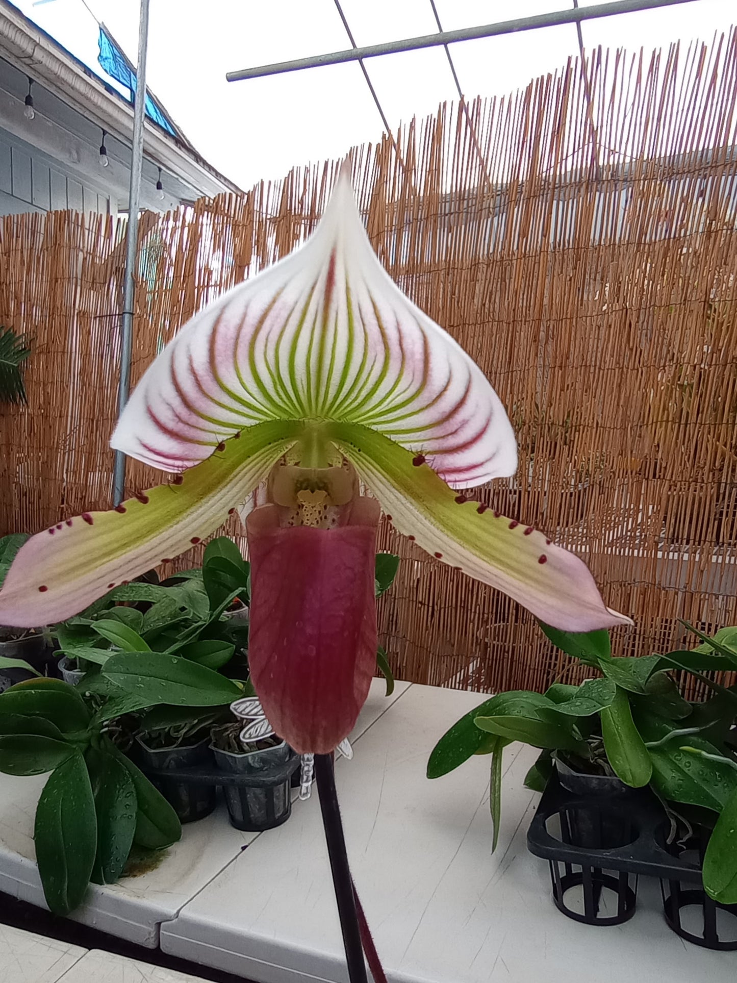 Paph. Supersuk ‘Eureka’ AM/AOS Raisin Pie Hsinying’