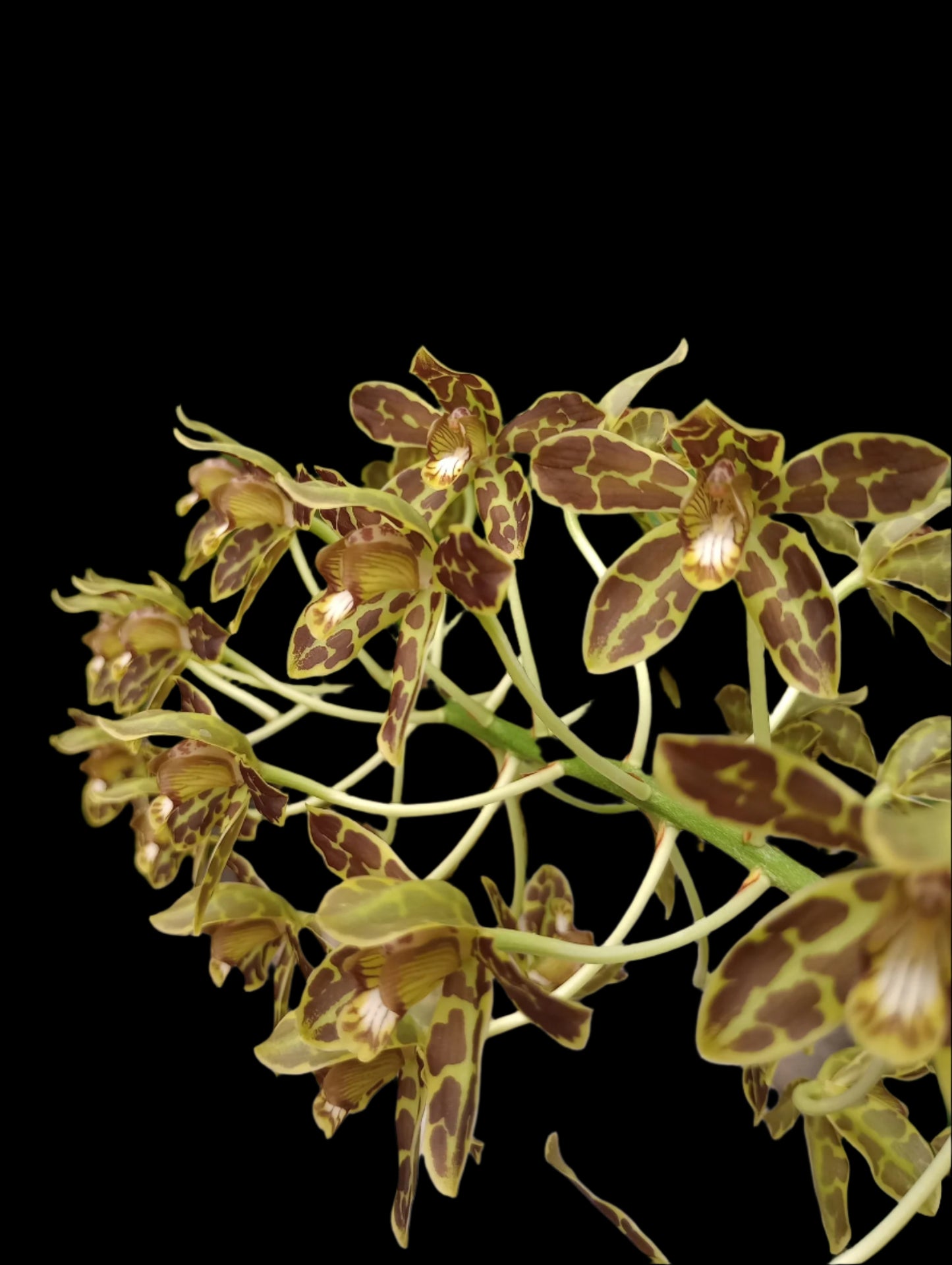 Gram. scriptum multiflora large plant