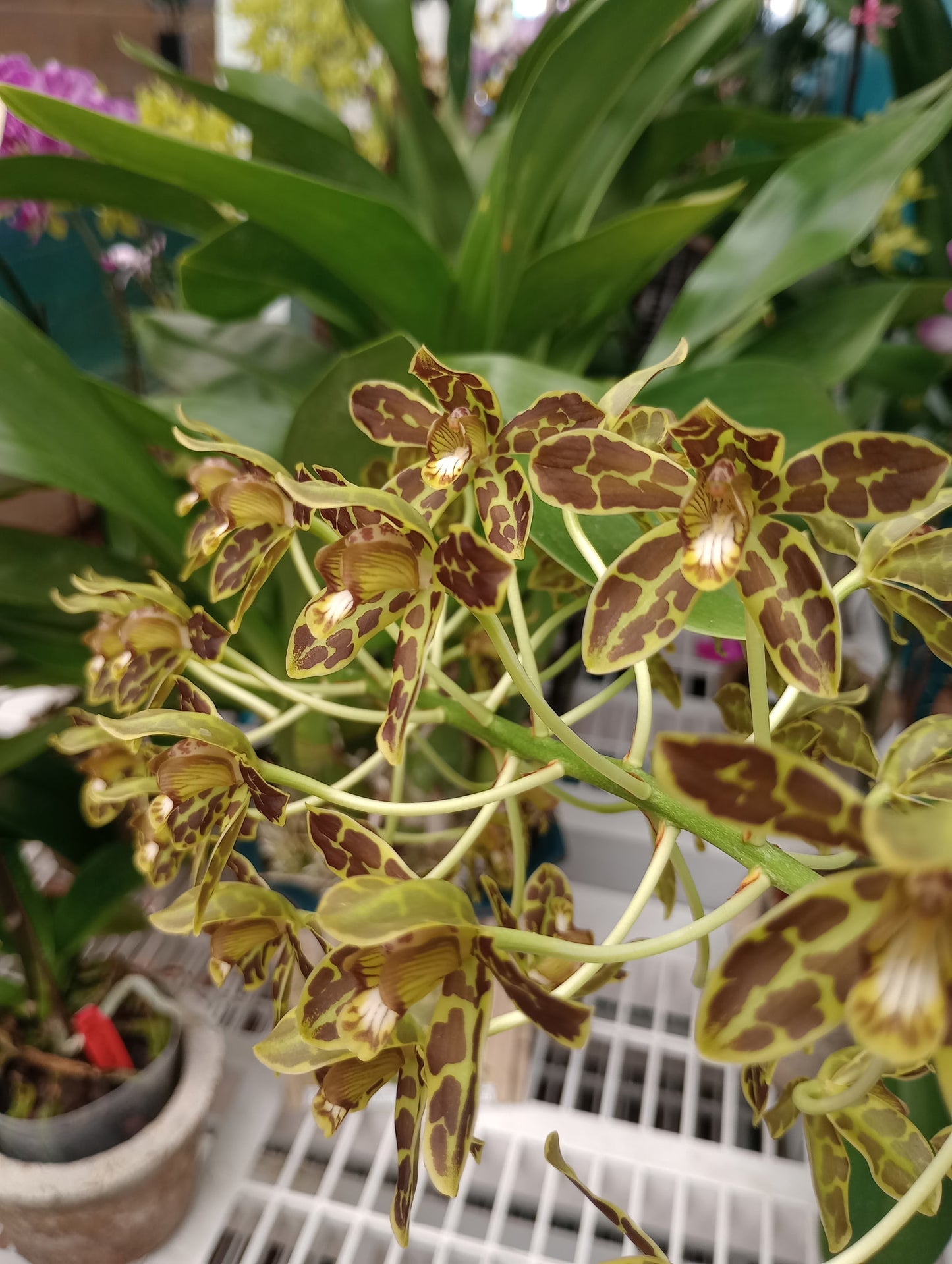 Gram. scriptum multiflora large plant