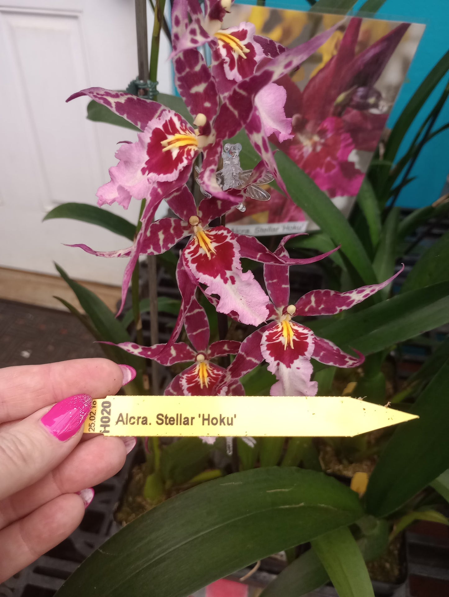 Aliceara Stellar 'Hoku' orchid