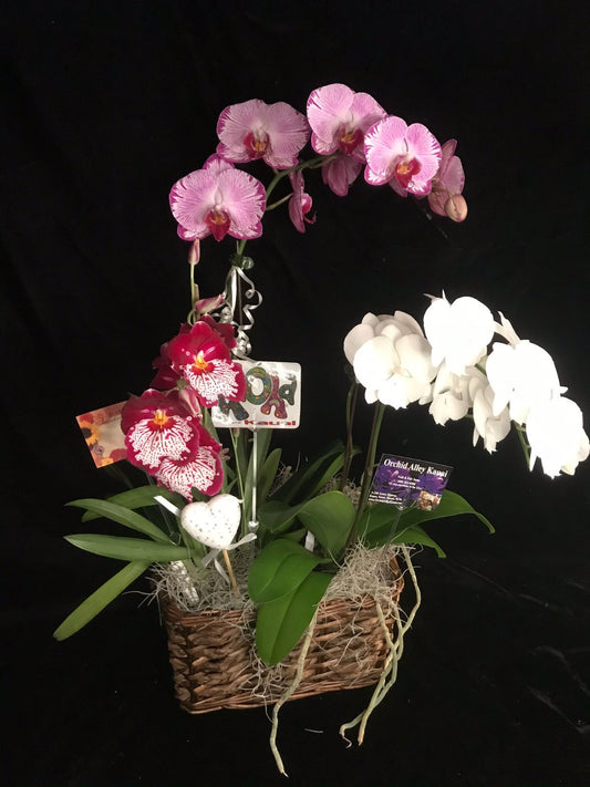 The Triple Orchid Gift Basket