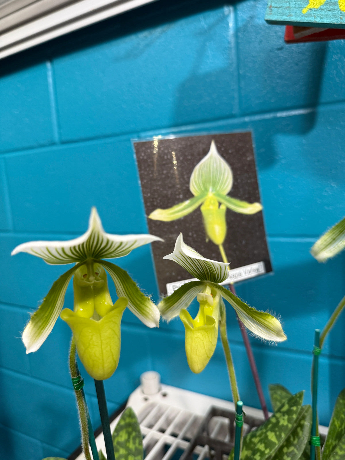 Paph. Maudiae White with green striped dorsal 2"-3" pot orchid - Growers Choice