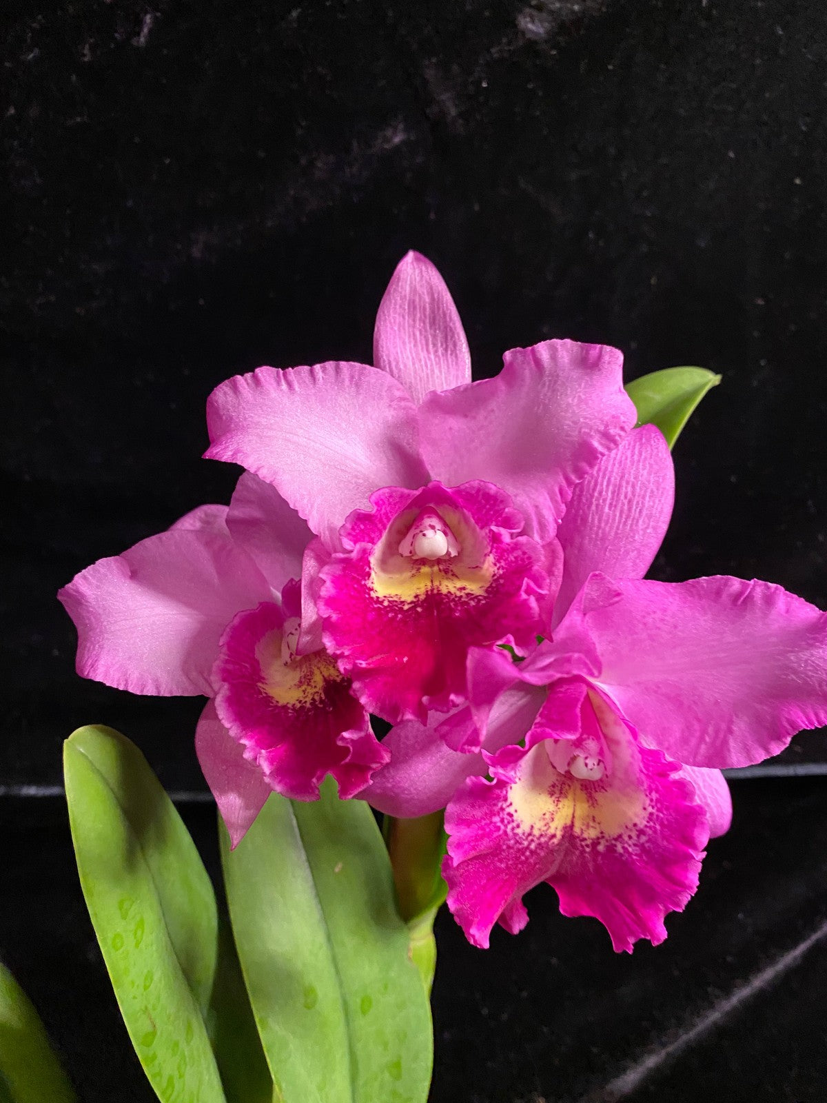 Pot. Hsinying Pink Doll 'Hsinying', Orchid, Vibrant flowers, 2-4