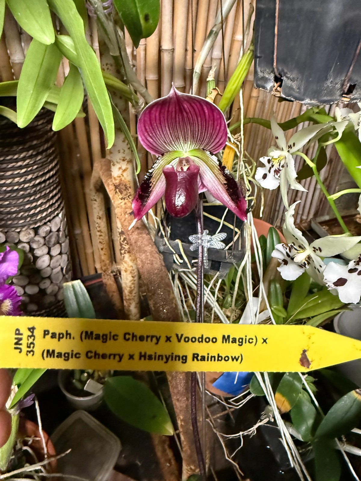 Paph. (Magic Cherry x Voodoo Magic) x (Magic Cherry x Hsinying Rainbow)
