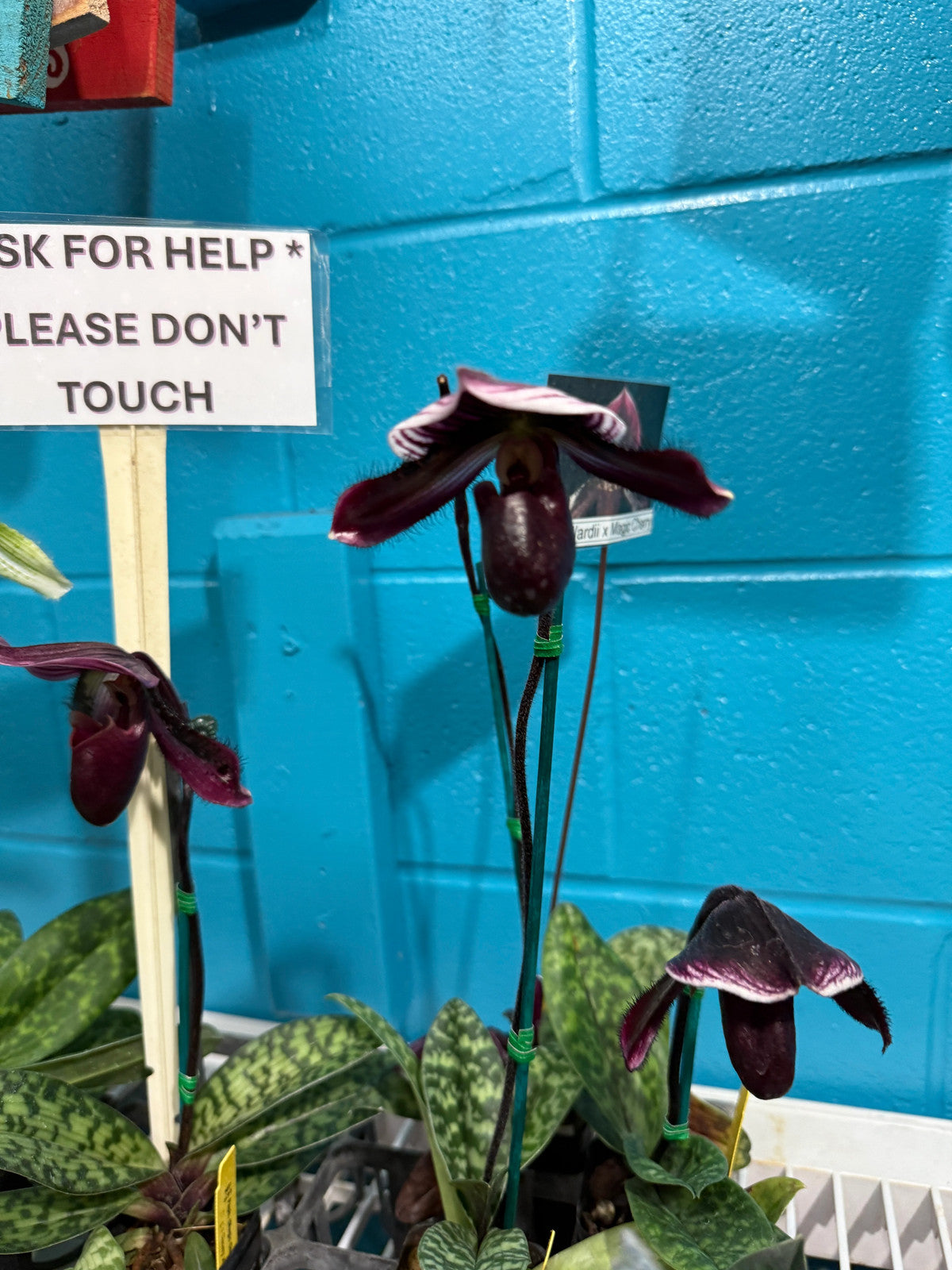 Paph. (Magic Cherry x Voodoo Magic) x (Magic Cherry x Hsinying Rainbow)