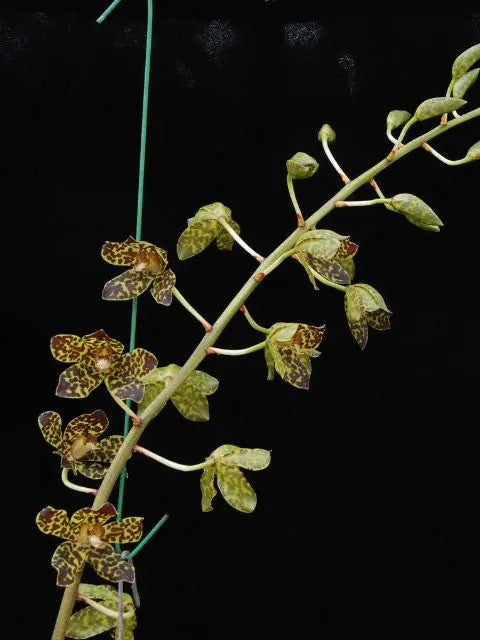Grammatophyllum Fely's Sunshine AM/AOS I(Orchid Alley hybrid)