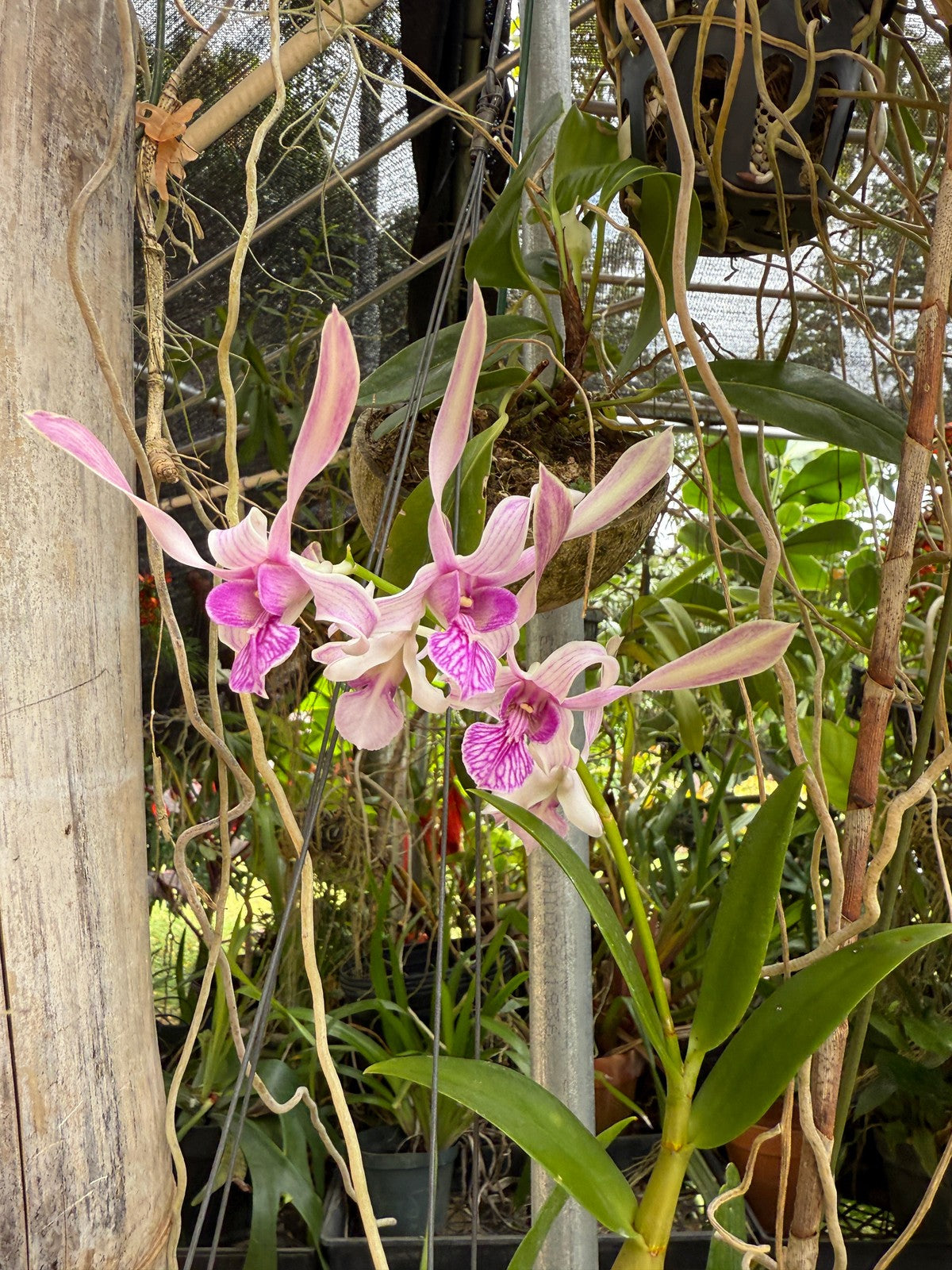 Den. Lori Mortimer