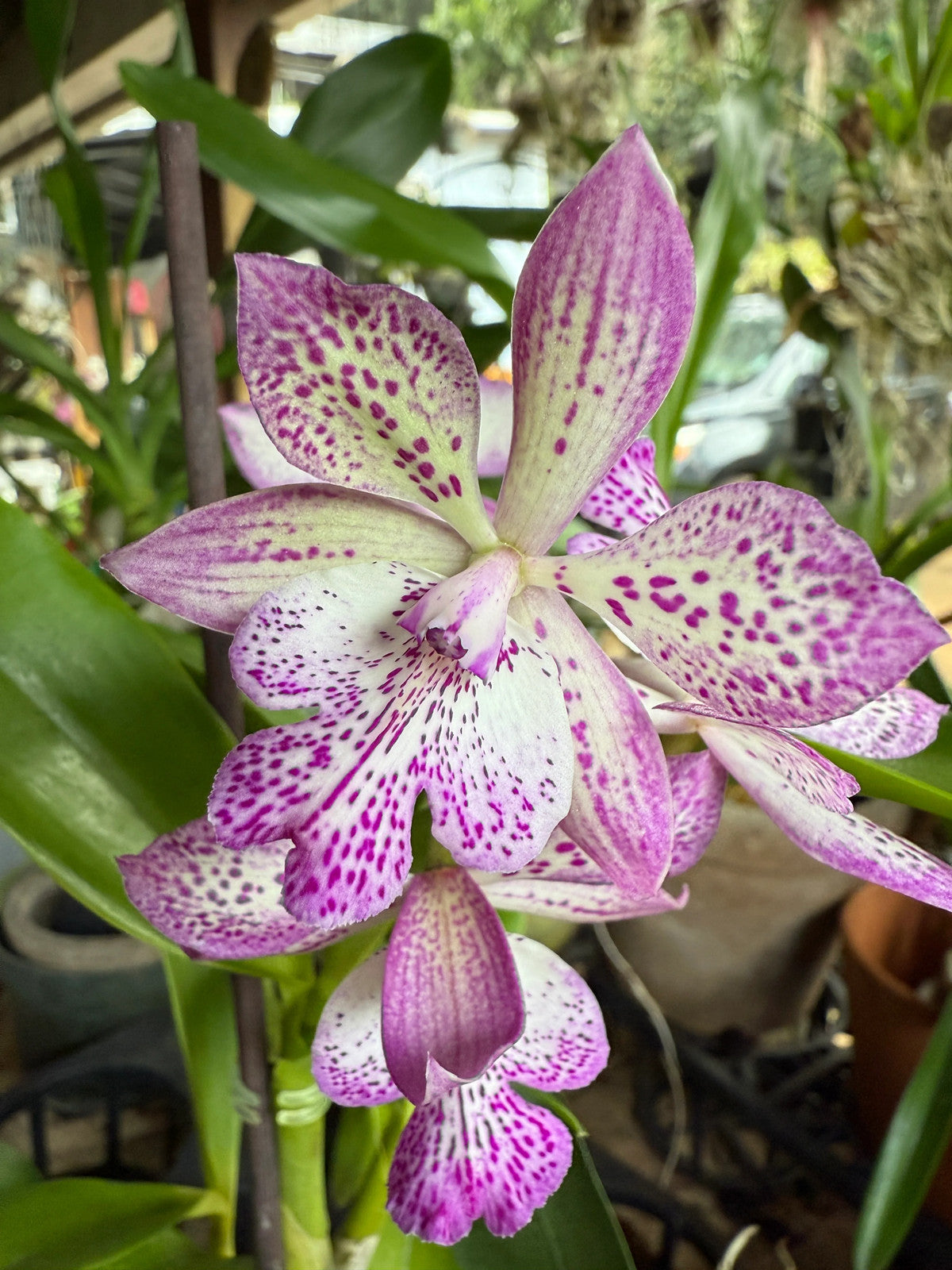 Epicatarthron Hilo Adventure fragrant orchid