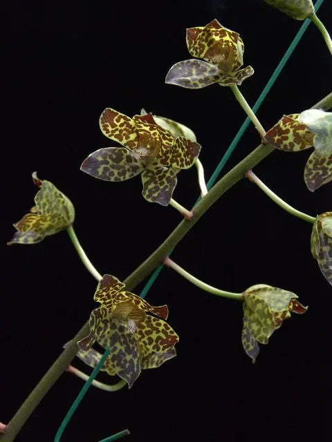 Grammatophyllum Fely's Sunshine AM/AOS I(Orchid Alley hybrid)