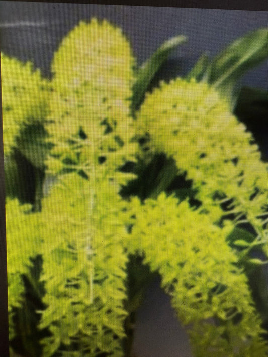 Gram. scriptum var. citrinum (green)