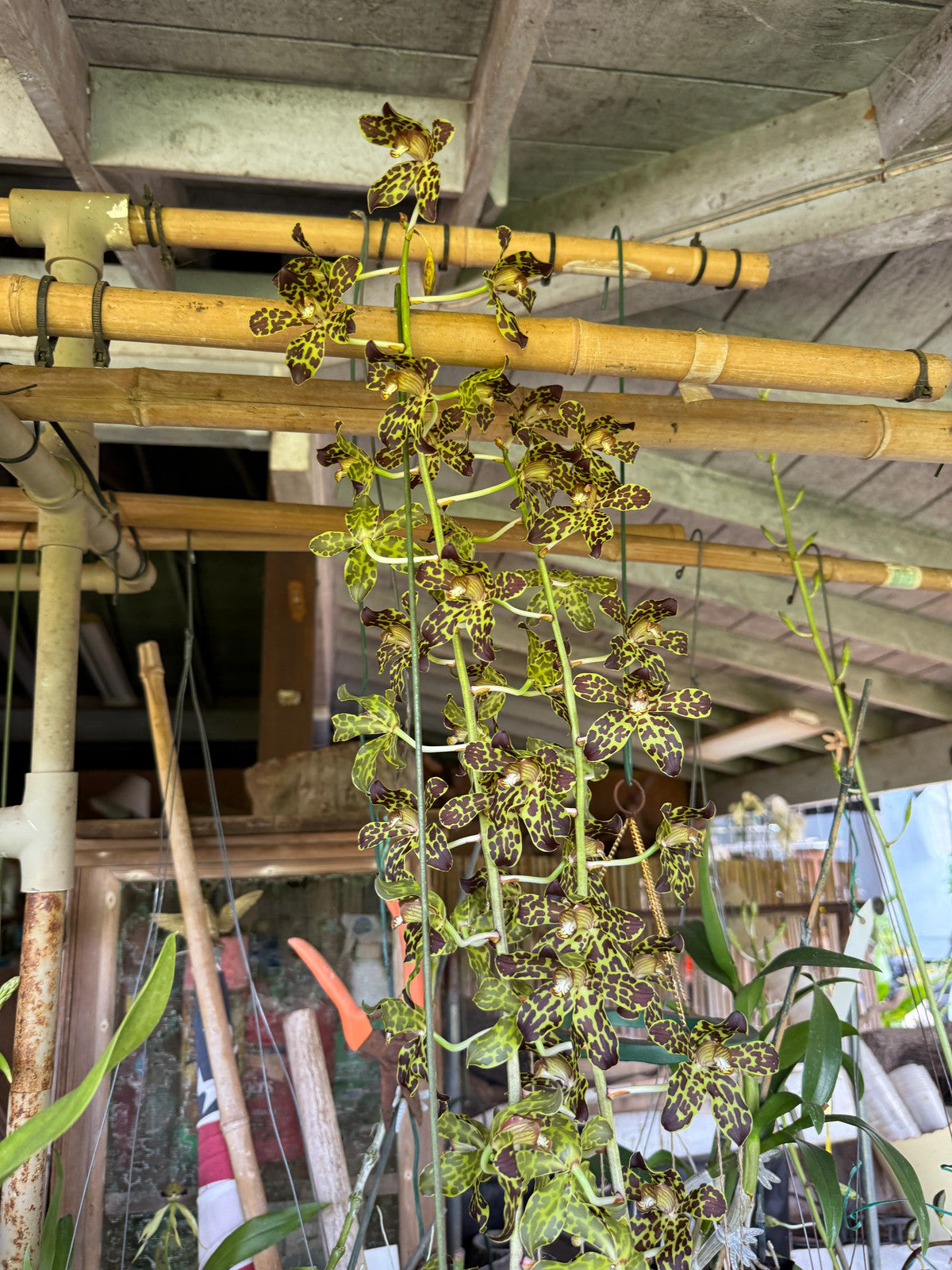 Grammatophyllum Fely's Sunshine AM/AOS I(Orchid Alley hybrid)